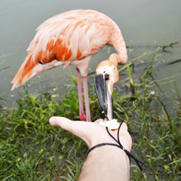 Розовый фламинго в Доминикане