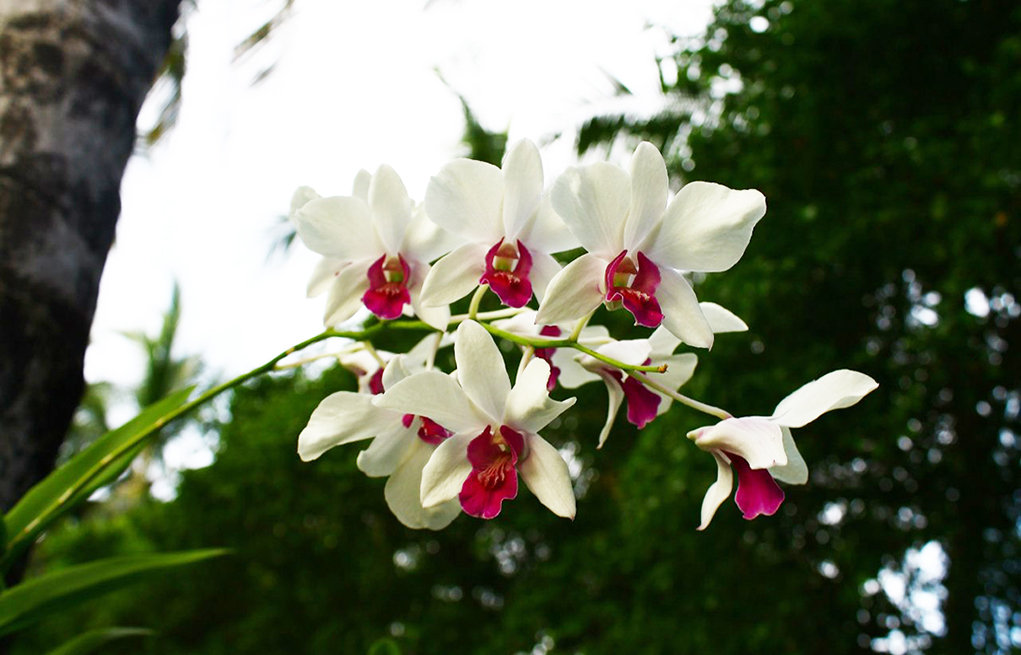 Фото орхидеи на Мальдивах