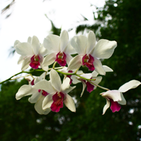 Фото орхидеи на Мальдивах